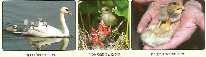 (בספר 2 תמונות)